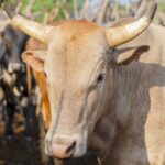 Cow Sharing (beef with offals and Cowleg)