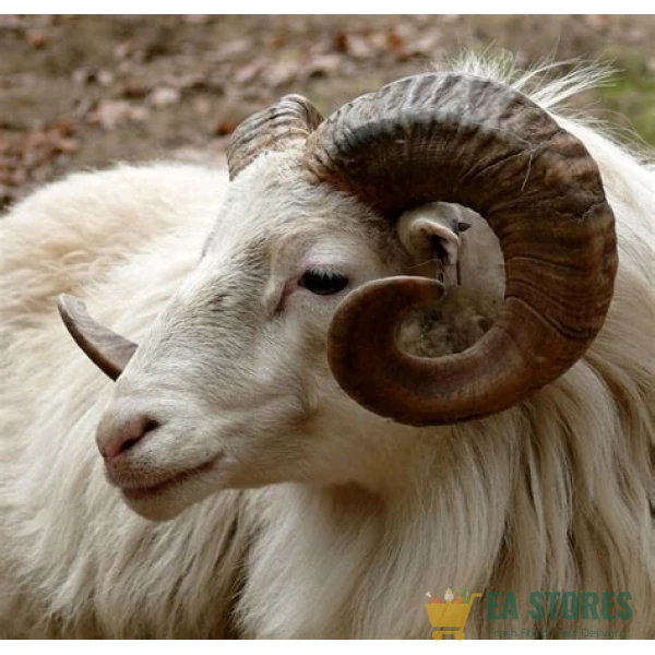 Ram meat