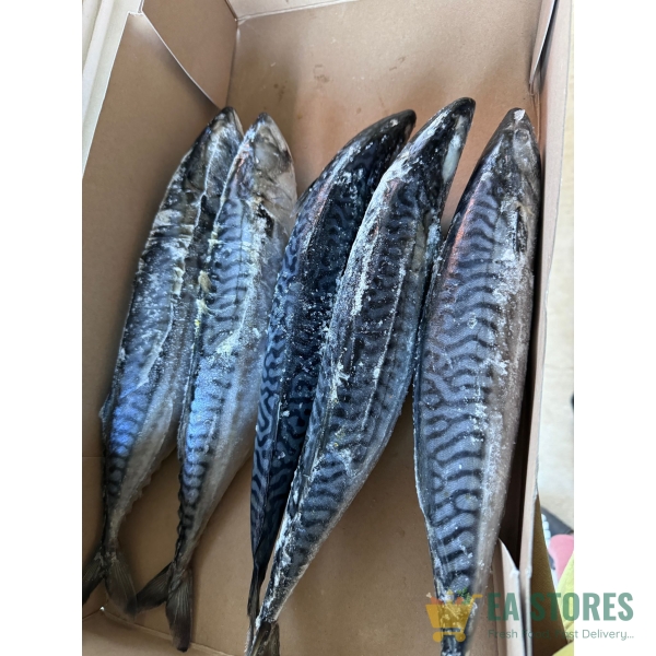 Mackerel