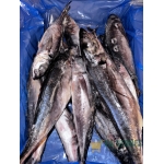 Kote (Horse Mackerel)