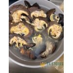Medium Snails