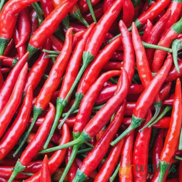 Hot Pepper