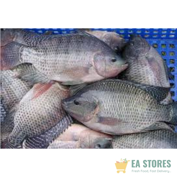 Tilapia
