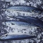 Mackerel