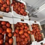 Tomatoes Grade A