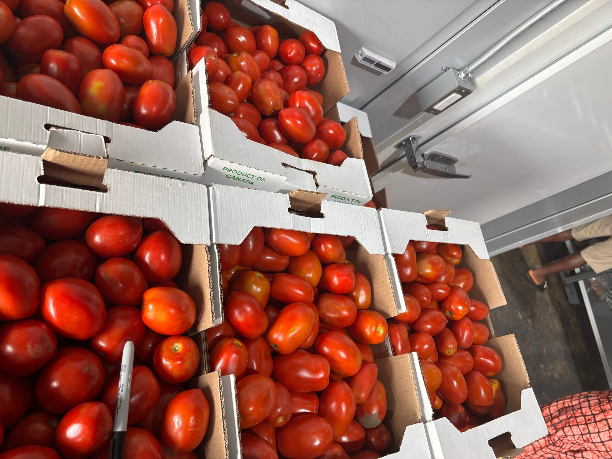 img_3735 Tomatoes Grade A - Image 1