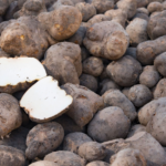 Water yam (ikokore and ojojo yam)