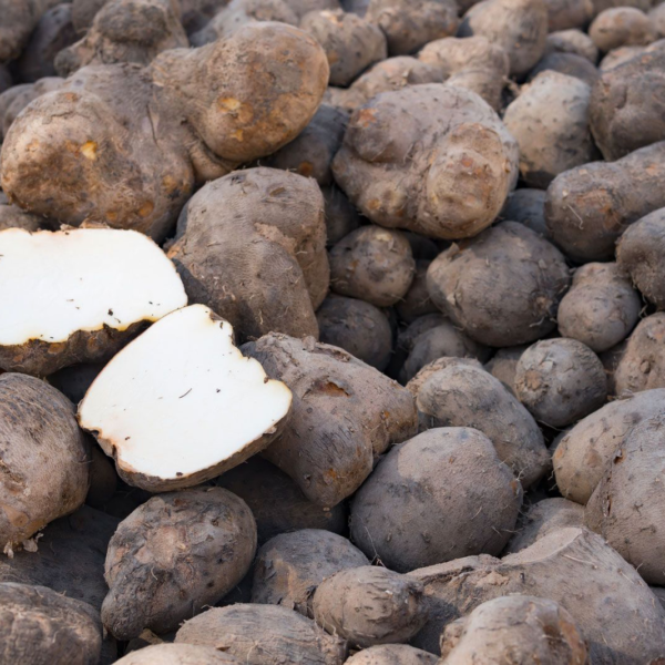 Water yam (ikokore and ojojo yam)