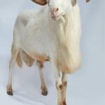 RAM (HALAL) Eid al adha