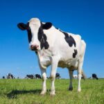 Cow Sharing with All Parts