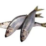 Fresh Shawa fish (herring)