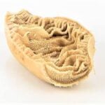Oniyeri shaki (omasum/bible) tripe