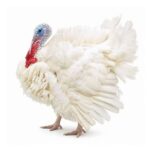 Turkey (whole)